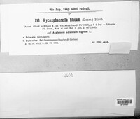 Mycosphaerella filicum image